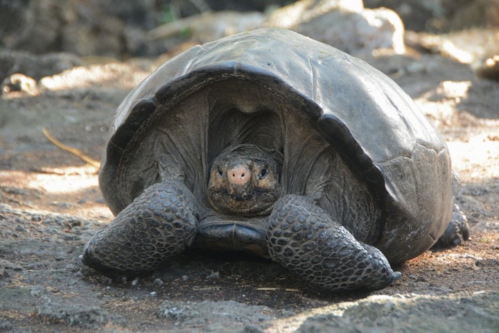 Tortues, abeilles et panthères : l'humanité redécouvre des espèces qu'elle croyait éteintes