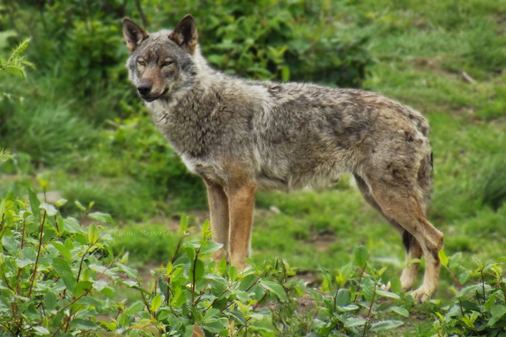 L'État autorise davantage de tirs de loups