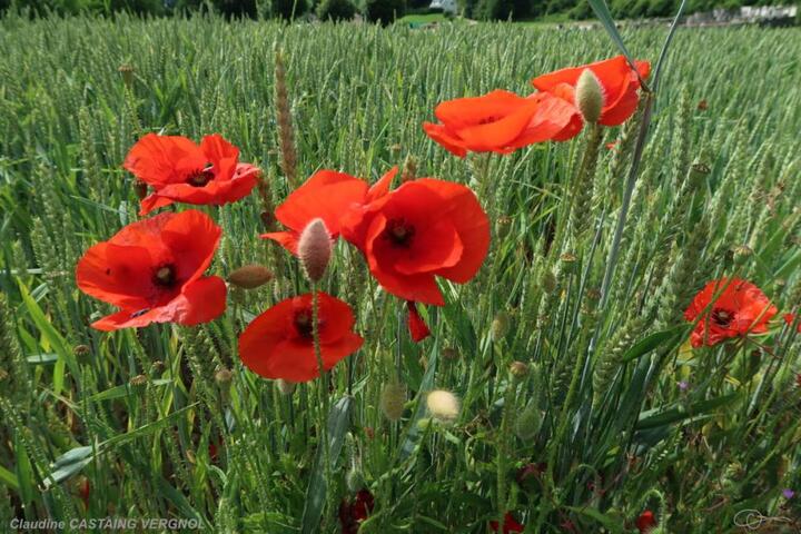 Nous voulons des coquelicots, à Paris et partout en France