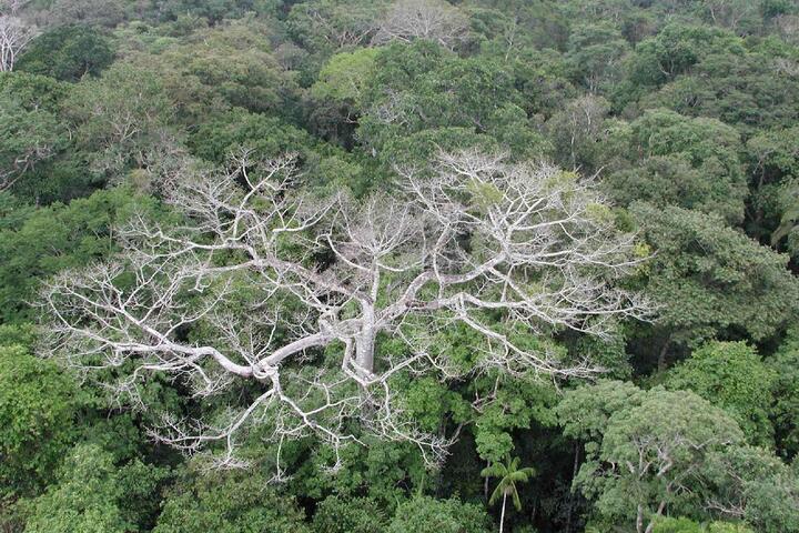 «<small class="fine d-inline"> </small>La forêt amazonienne pourrait rapidement devenir une savane<small class="fine d-inline"> </small>»