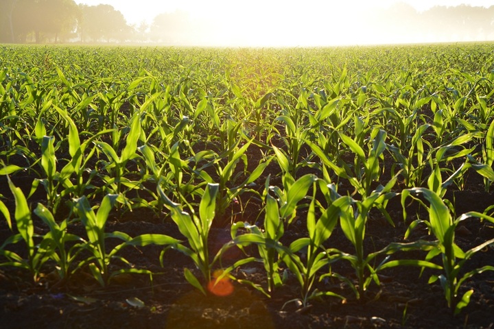  «<small class="fine d-inline"> </small><span class="caps">OGM</span> cachés<small class="fine d-inline"> </small>», le gouvernement nous prend pour les cobayes des firmes agrochimiques
