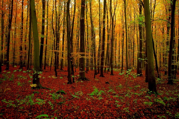 Les forêts solution à la crise climatique<small class="fine d-inline"> </small>? Un débat scientifique