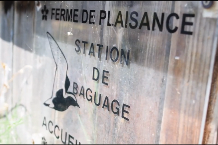 <span class="caps">EN</span> <span class="caps">VID</span>ÉO - Contre le déclin des oiseaux, les naturalistes misent sur le baguage