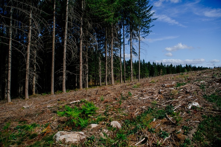 Le parc naturel régional du Morvan renonce à ses exigences sur la gestion forestière