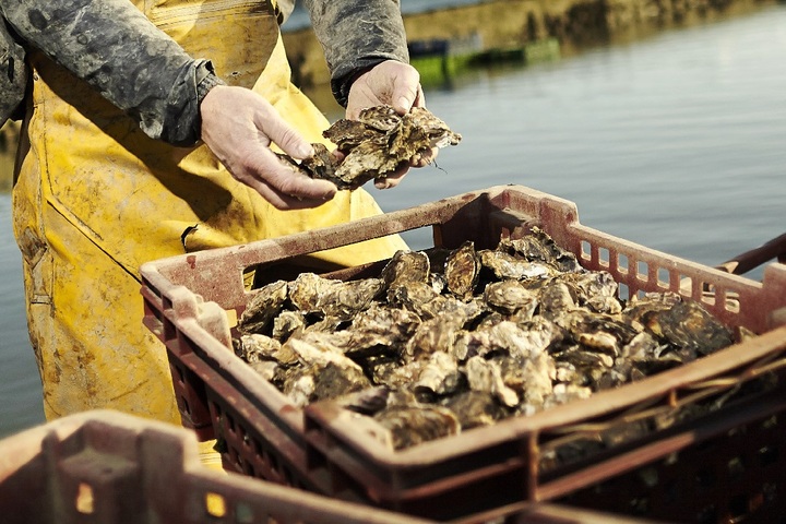 Les huîtres écolos, ça existe<small class="fine d-inline"> </small>? On fait le point sur les labels