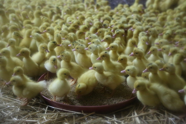Le ministre de l'Agriculture annonce la fin du broyage des poussins et de la castration des porcelets 