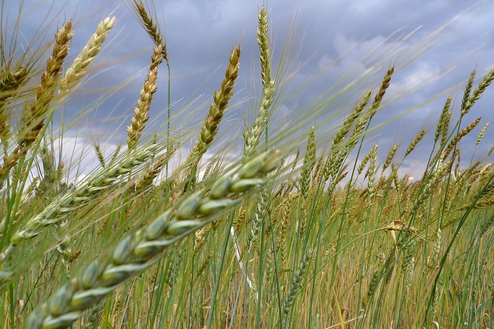 Fer de lance de la recherche en agriculture bio, l'Itab est en péril