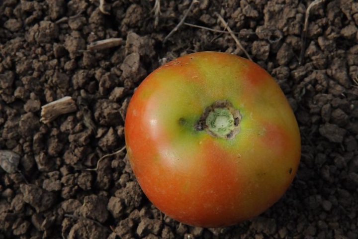 Tomates, poivrons et piments français menacés par un virus ultracontagieux