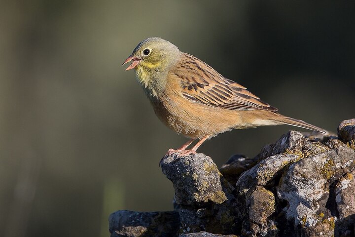 10.000 oiseaux braconnés et vendus en brochettes dans les Landes