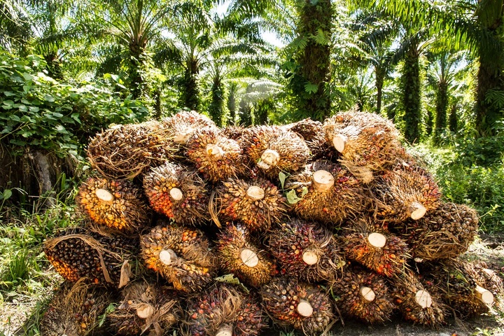La demande en biocarburants va fortement pousser la déforestation