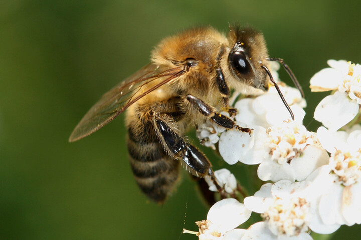 Dow AgroSciences veut annuler l'interdiction d'insecticides toxiques pour les abeilles