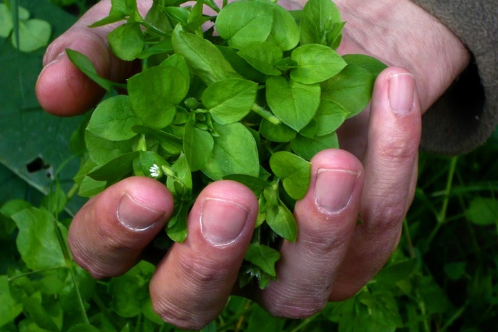 Contre le virus, les plantes sauvages sont des alliées