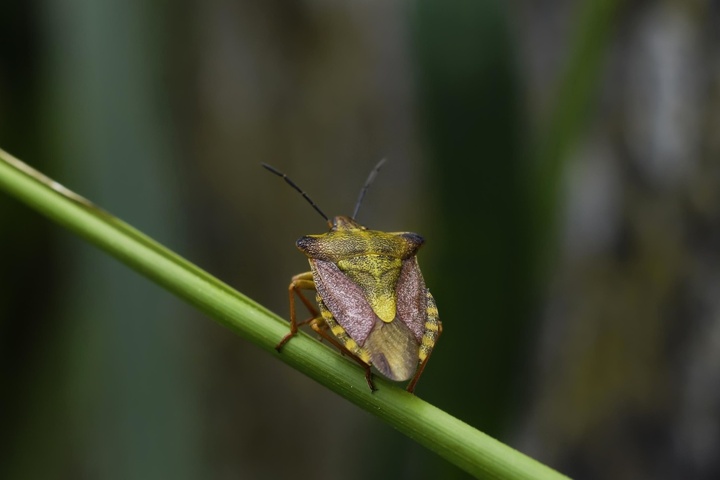 L'«<small class="fine d-inline"> </small>apocalypse<small class="fine d-inline"> </small>» des insectes n'aura peut-être pas lieu 