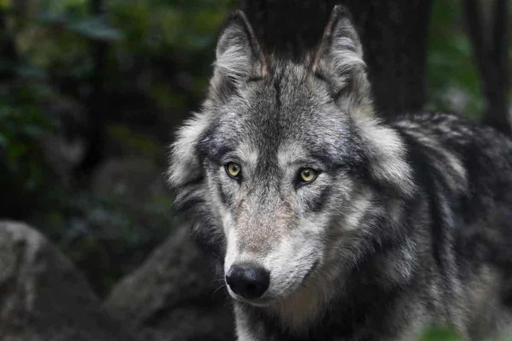 La présence d'un loup en Seine-Maritime se précise