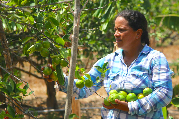 Au Panama, des éleveurs développent la «<small class="fine d-inline"> </small>silvopâture<small class="fine d-inline"> </small>», une nouvelle méthode agroforestière