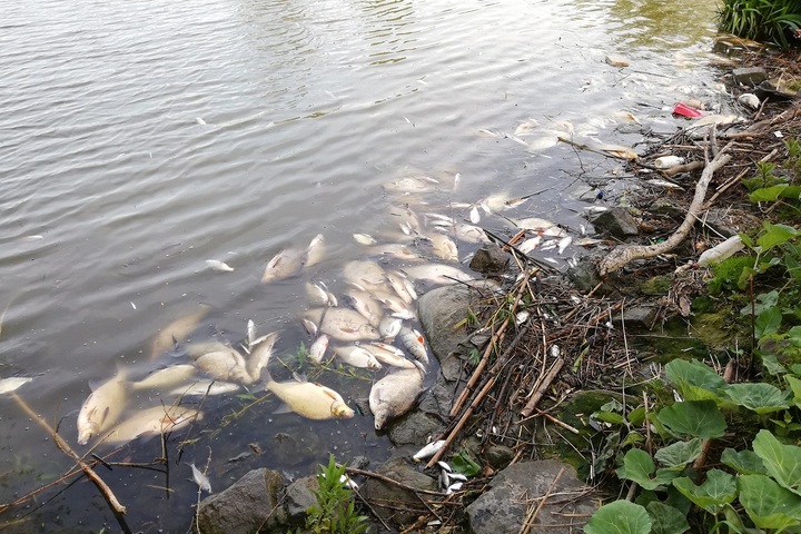 Dans le Nord, un accident industriel a tué toute vie dans le fleuve l'Escaut