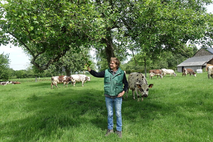  Les producteurs de poiré et leurs arbres multicentenaires durement secoués par la pandémie