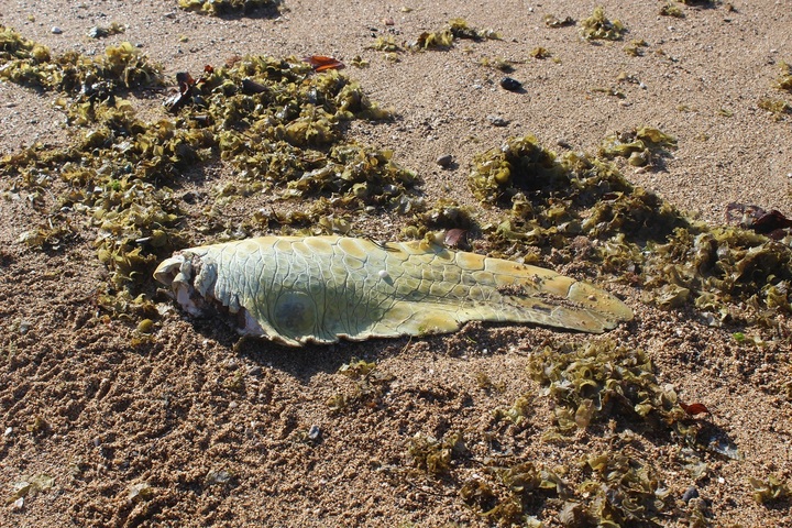 À Mayotte, une nuit avec les bénévoles qui luttent contre le braconnage des tortues