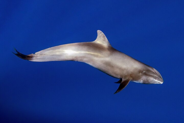 Une dizaine de dauphins s'échouent sur les côtes de l'île Maurice
