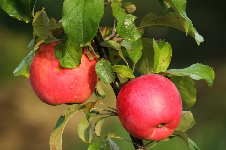 Les deux tiers des fruits non bios contiennent des résidus de pesticides 