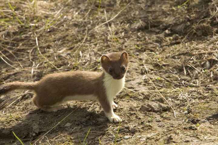 Nouveau report pour le Congrès mondial de la nature
