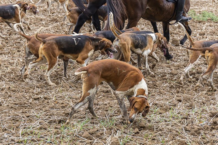 Les députés rejettent une proposition de loi sur le bien-être animal 