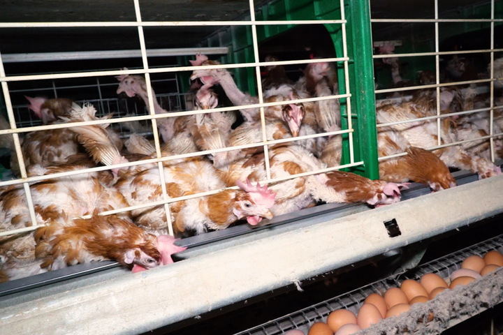 La proposition de loi sur le bien-être animal a été «<small class="fine d-inline"> </small>torpillée<small class="fine d-inline"> </small>», selon leurs défenseurs