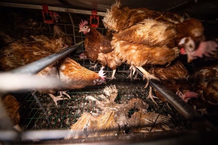 L214 : nouveau scandale dans un élevage de 200.000 poules dans l'Oise