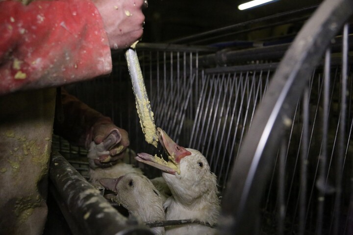 Foie gras : L214 porte plainte contre la France pour violation du droit européen