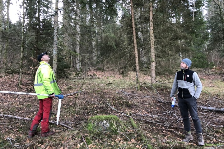 La sylviculture douce, alternative aux coupes intensives de sapins