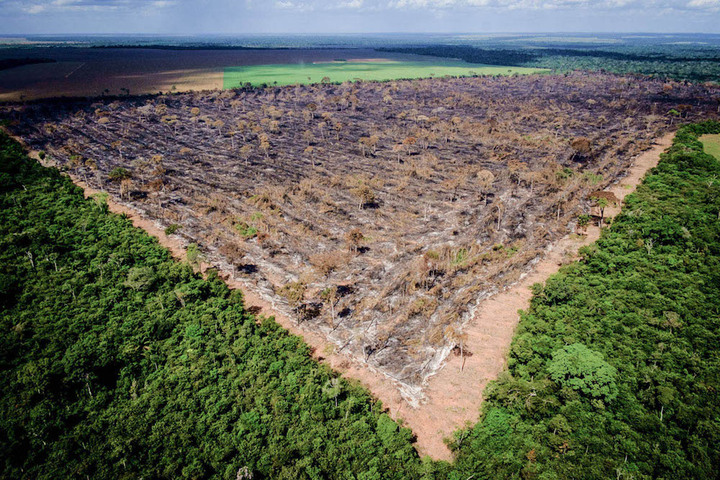 La déforestation tropicale s'accélère