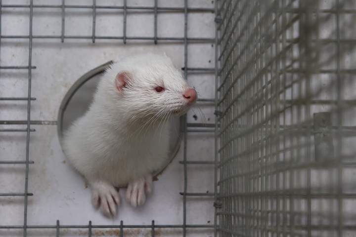Reporterre sur France Inter : les élevages chinois d'animaux à fourrure à l'origine du Covid-19<small class="fine d-inline"> </small>?
