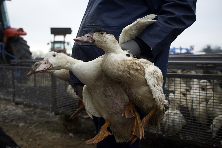 Grippe aviaire : des couacs dans la gestion par l'État inquiètent les éleveurs