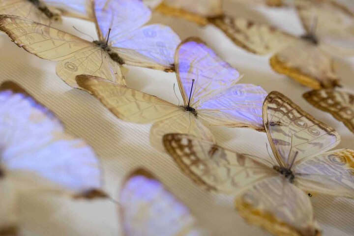 Reporterre sur France Inter : quatre millions de papillons au Muséum<small class="fine d-inline"> </small>!
