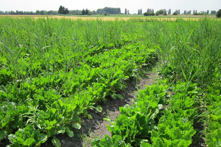 Le ministère de l'Agriculture ne soutient pas la recherche d'alternatives aux néonicotinoïdes