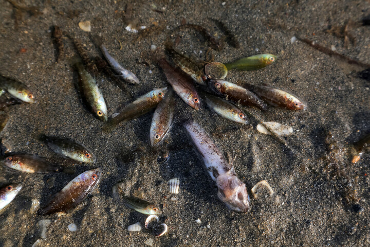 En Espagne, l'agriculture intensive tue les poissons mais les pouvoirs publics tergiversent 