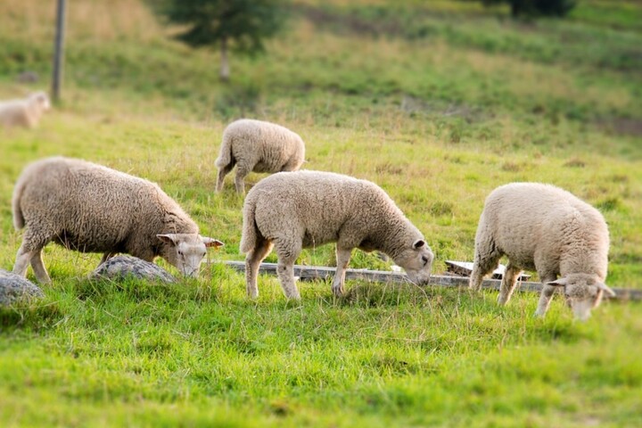  Business et écoblanchiment, les dérives du pâturage en ville