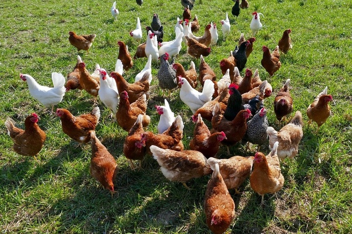Grippe aviaire : des associations veulent l'annulation des arrêtés anti-élevage en plein air