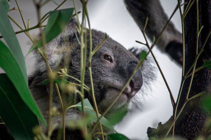 En Australie, des habitants à la rescousse des koalas 
