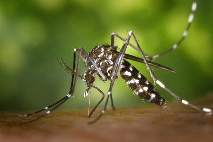 Changement climatique : le virus de la dengue arrive en France