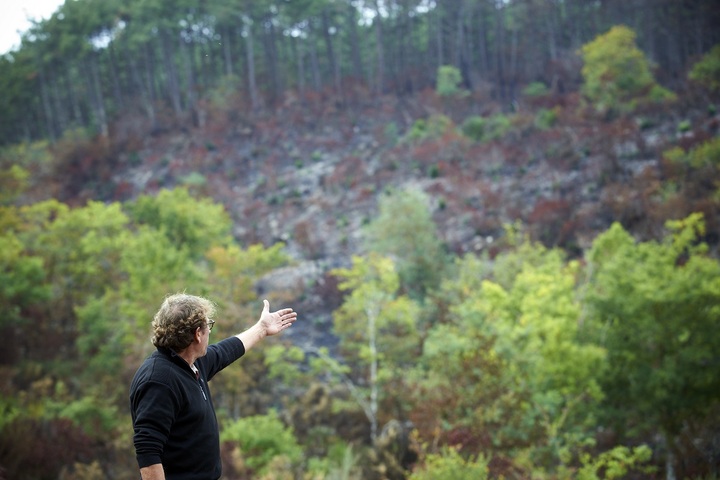 Après les incendies, la forêt renaît de ses cendres