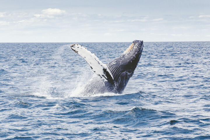 Les baleines avalent 10 millions de microplastiques par jour