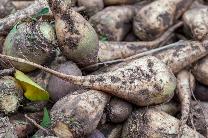 Pourquoi les betteraves bio sont rares en France