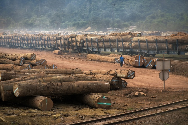 Contre la déforestation, «<small class="fine d-inline"> </small>planter des arbres est inefficace<small class="fine d-inline"> </small>»