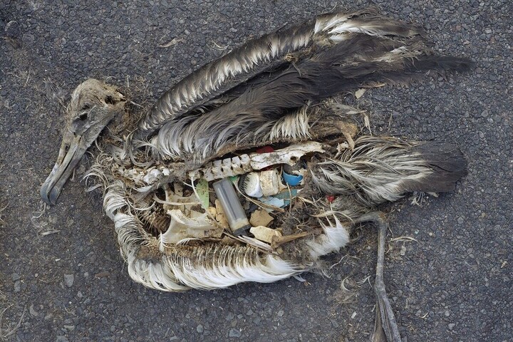 «<small class="fine d-inline"> </small>Plasticose<small class="fine d-inline"> </small>», la nouvelle maladie des oiseaux marins