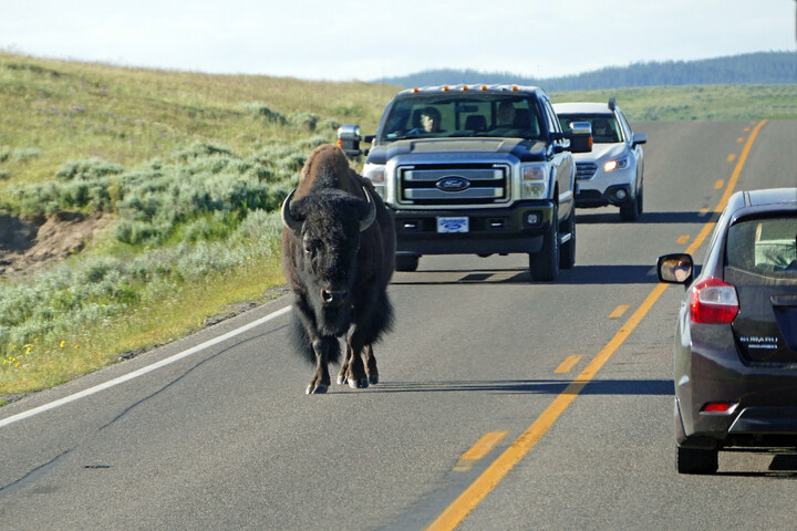 Pourquoi les routes sont une menace majeure pour le vivant