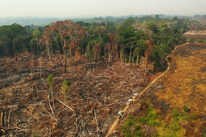 La déforestation ralentit en Amazonie