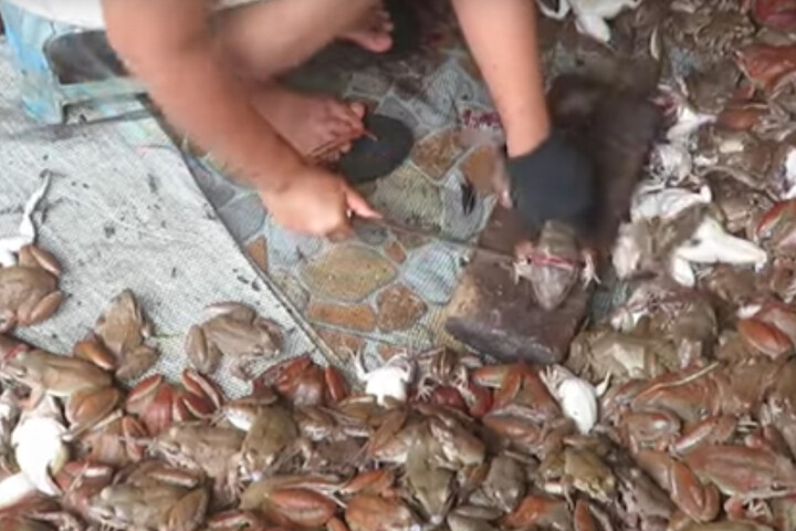 Asphyxiées et frappées à mort : le calvaire des grenouilles d'élevage