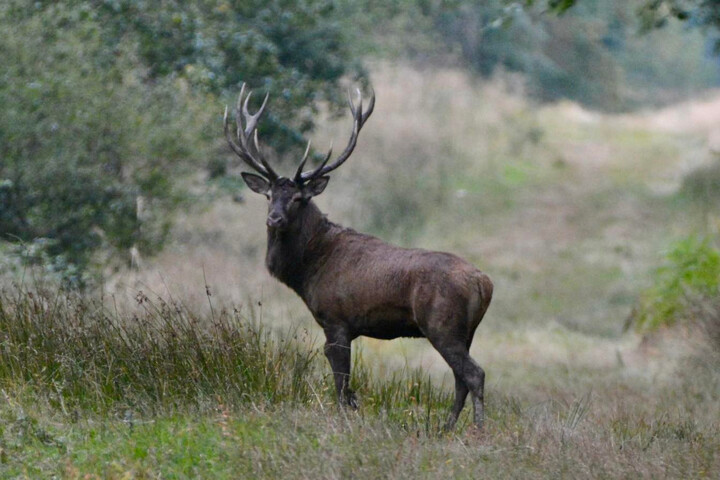 Chasse : polémique après la mort du plus vieux cerf du Nord