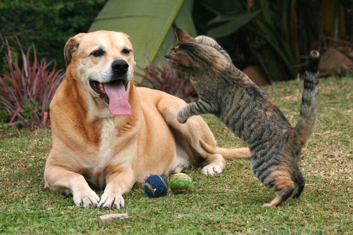 Les nitrites interdits pour les chats et les chiens, mais pas pour les humains